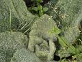 Natur 0212